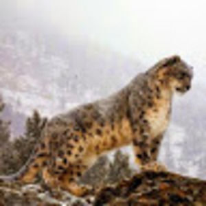 Meet your Posher, Eli